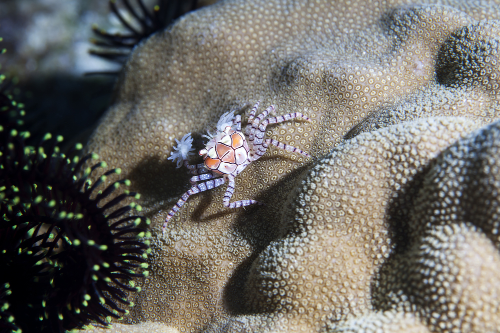 Lybia or the boxer crab and its anemone pom poms