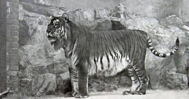 Le plus gros chat du monde ressuscité Le plus gros chat du monde ressuscité