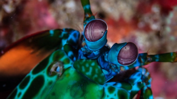 The peacock mantis shrimp
