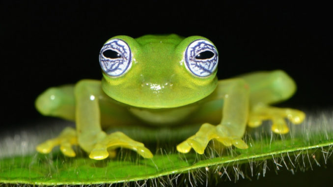 transparent frog