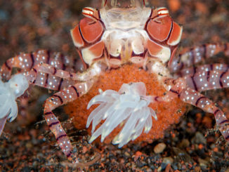 Lybia, le crab boxeur