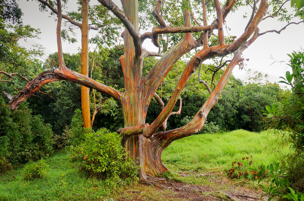 hele regenboog boom midden in de natuur