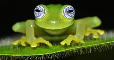 Une grenouille de verre Une grenouille de verre