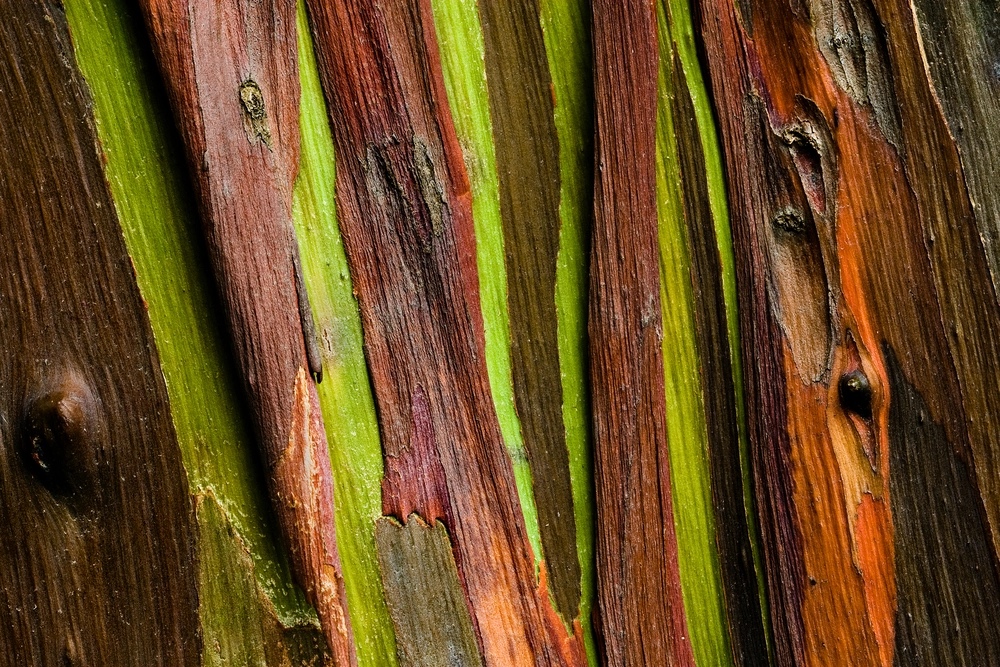 L'Arbre arc-en-ciel (reproduction)