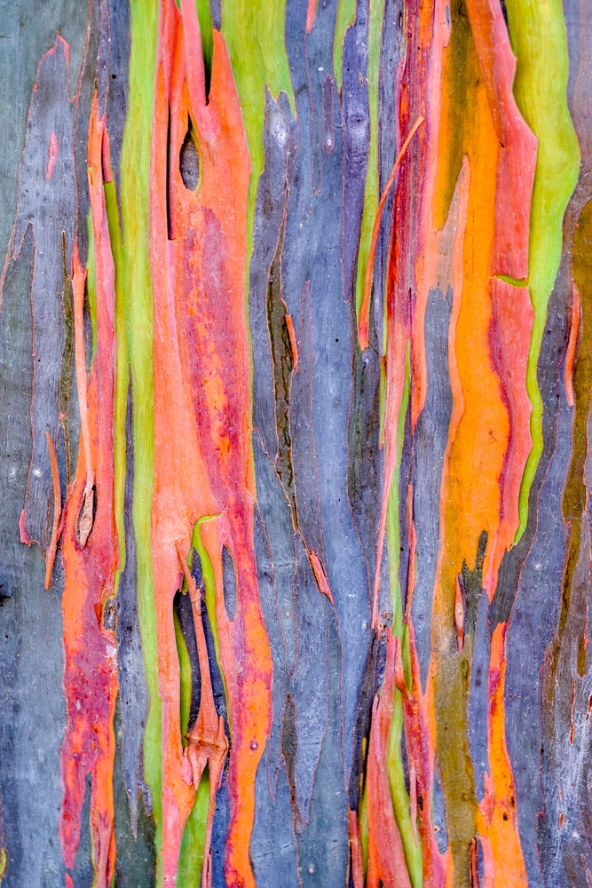 rainbow tree, a multicolored eucalyptus