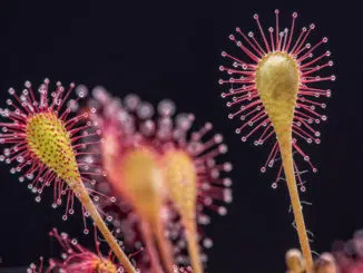the 10 strangest plants