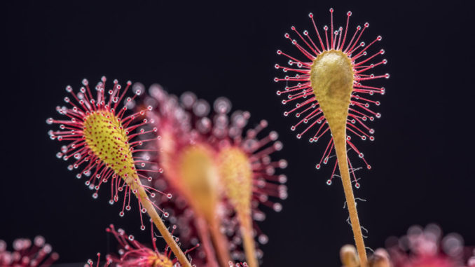 de 10 vreemdste planten