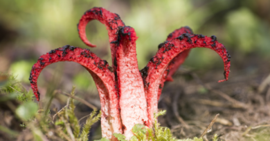 Les 10 plantes les plus étranges Les 10 plantes les plus étranges