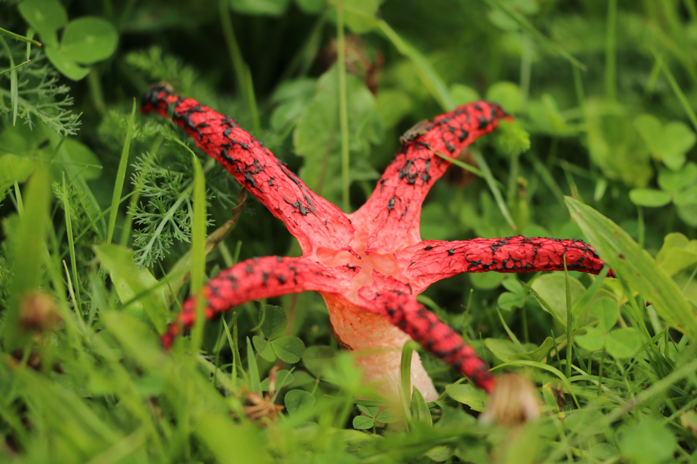 pieuvre stinkhorne, een van de 10 vreemdste planten