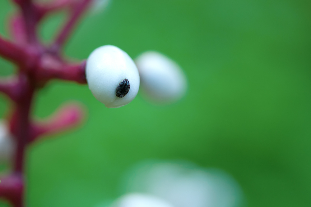 Actaea pachypoda, one of the 10 strangest plants