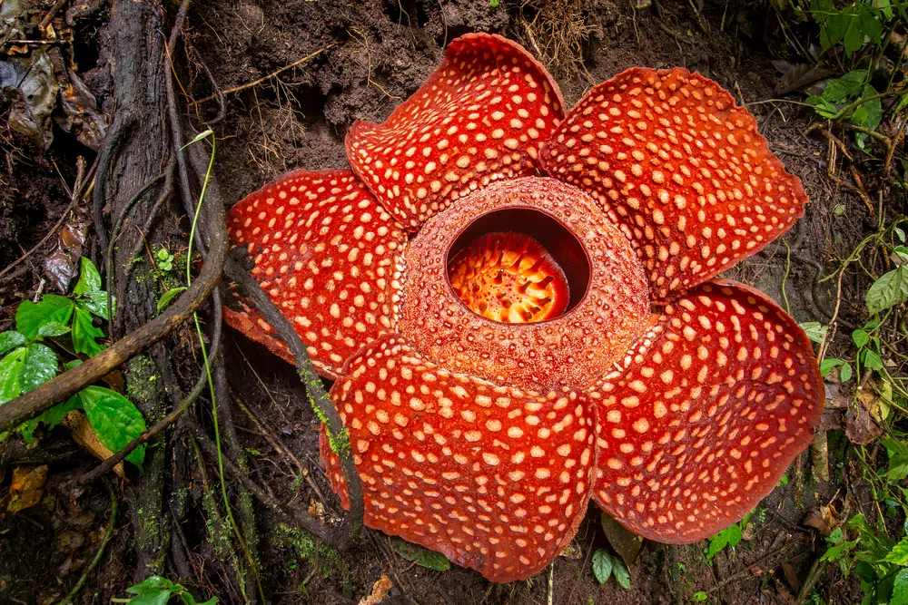 Rafflesia , une des 10 plantes les plus étranges