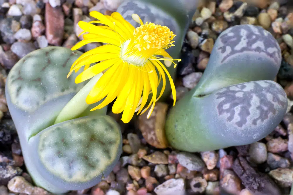 lithop en fleur, un des 10 plantes les plus étranges