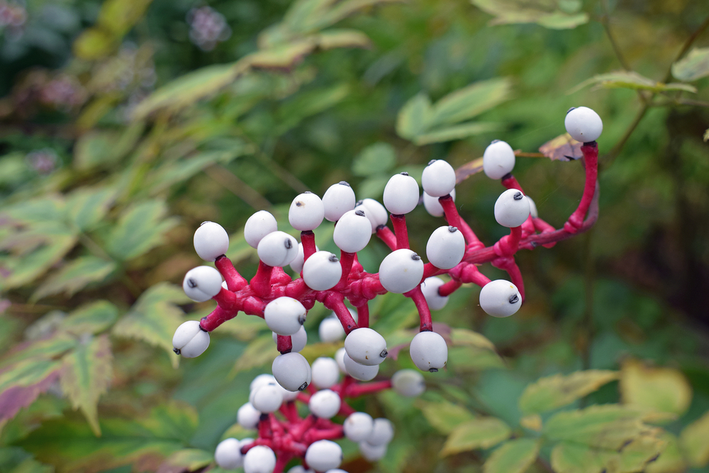 actea pachypoda met vruchten, een van de 10 vreemdste planten