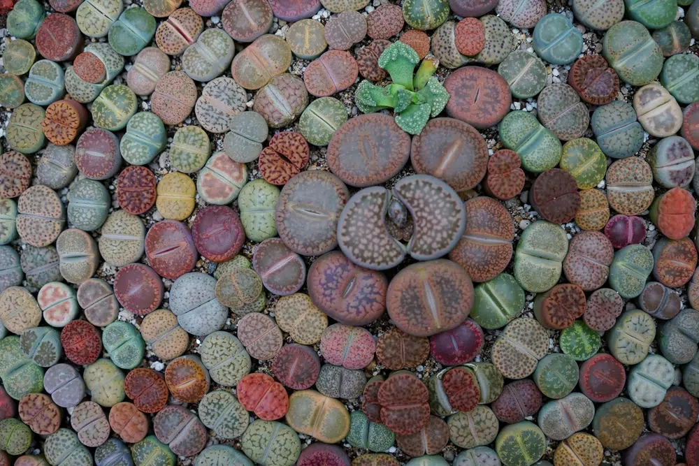 Lithop, one of the 10 strangest plants