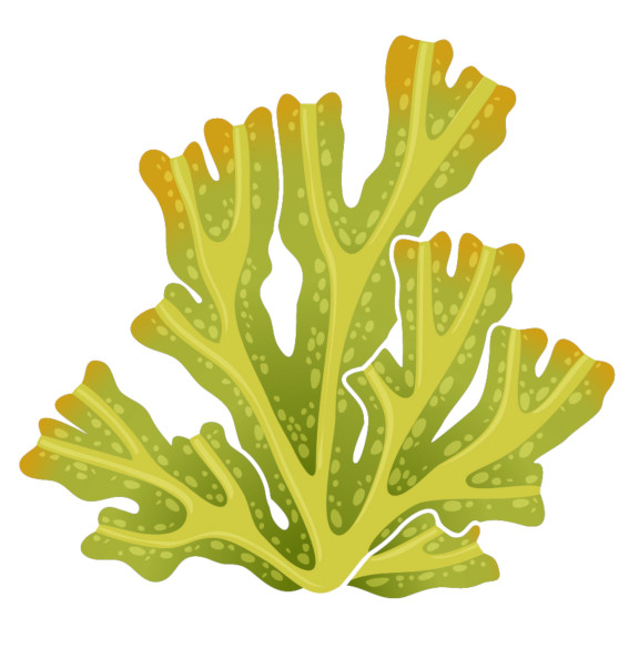 Algae3_curiokids
