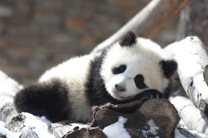 Pourquoi le panda est il noir et blanc Curiokids