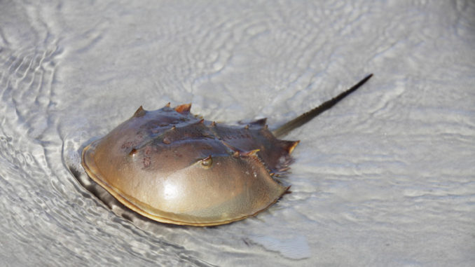 Horseshoe crab - Underwater animal - Anti bacterial - Curiokids