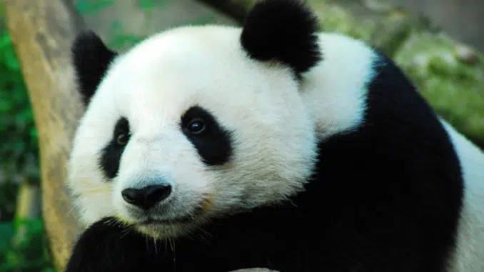 pourquoi le panda a-t-il les yeux noirs ?