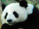 pourquoi le panda a-t-il les yeux noirs ?