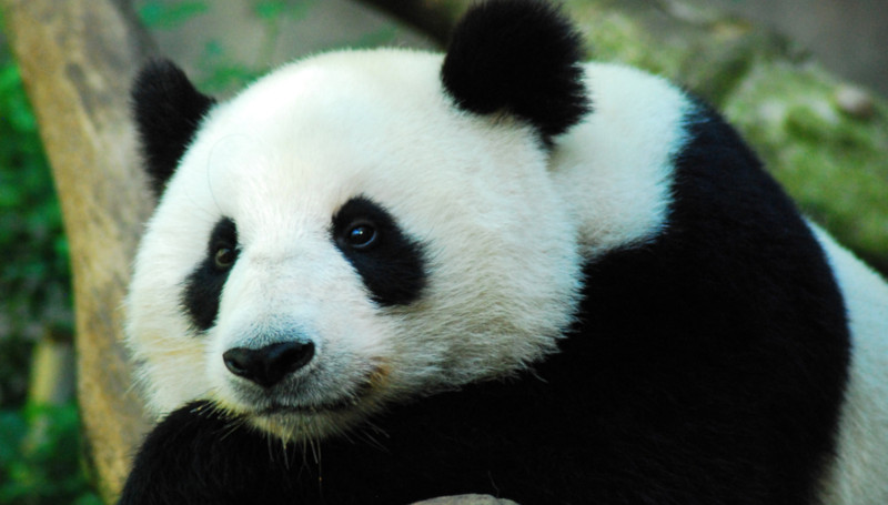 Why is the panda black and white? - Curiokids