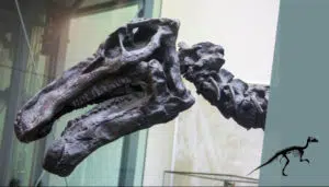 iguanodon doré de Bernissart