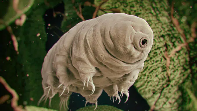 tardigrade ou ourson d'eau immortel