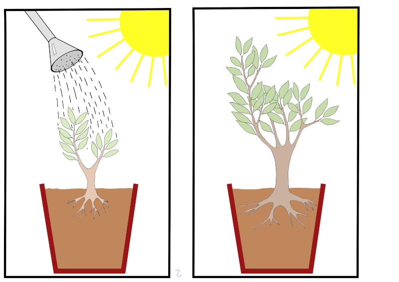 van helmont experiment tree