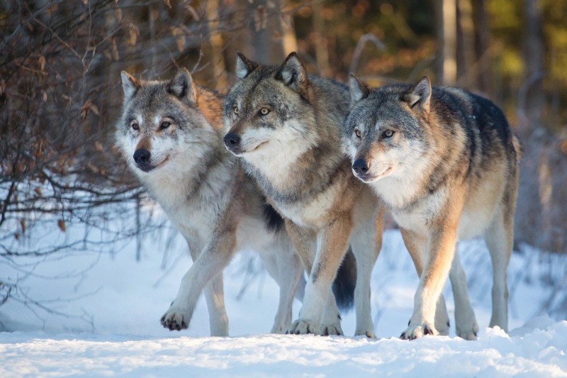 De wolf leeft in een roedel zoals de mens