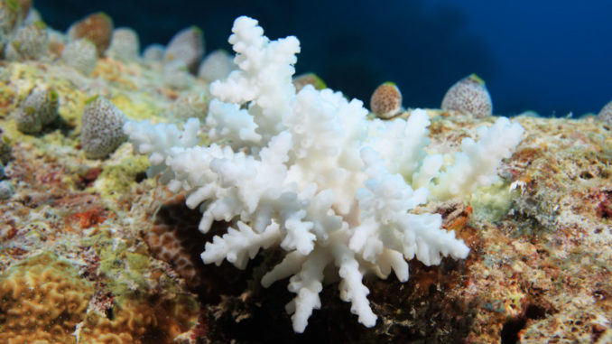 le corail devient blanc à cause du réchauffement climatique