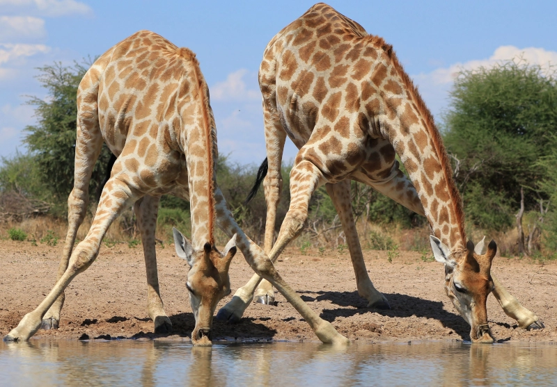 Journée internationale de la girafe, le 21 juin