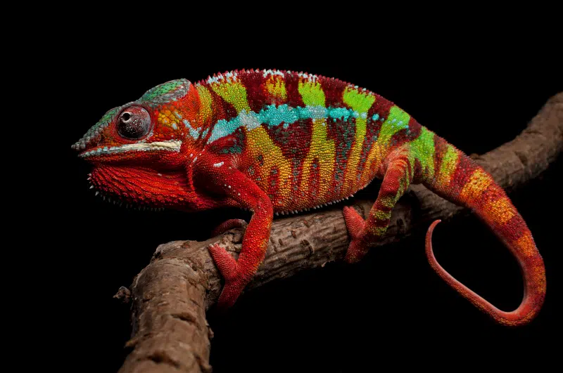 Pourquoi et comment le caméléon change de couleur ?