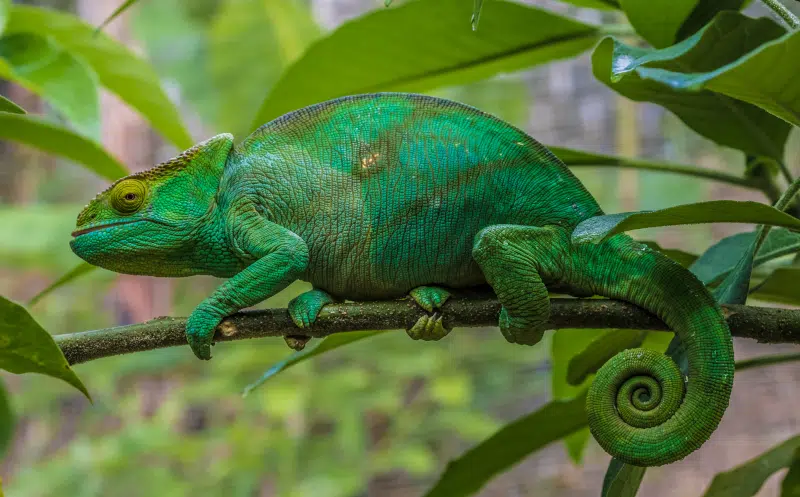 le mimétisme du caméléon