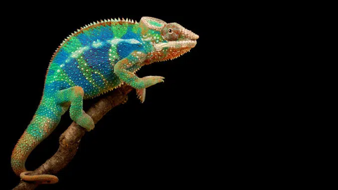 The secret to chameleon color change: Tiny crystals, Science