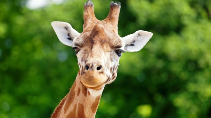 alles over giraffen