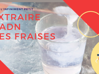 extraire l'ADN des fraises