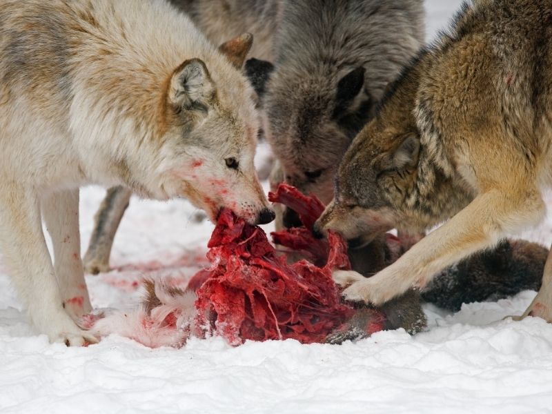 predateur carnivore, le loup craint l'homme curiokids