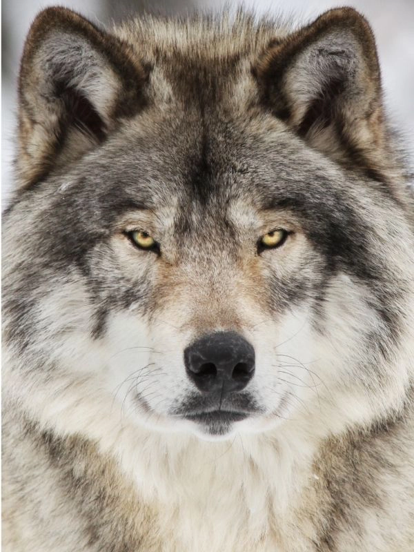 le loup est un predateur non dangereux curiokids
