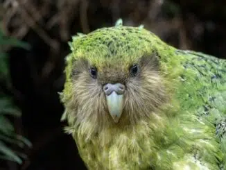 portret van de bedreigde kakapo door Curiokids
