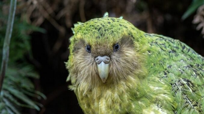 portret van de bedreigde kakapo door Curiokids