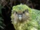 portrait of the endangered kakapo by Curiokids