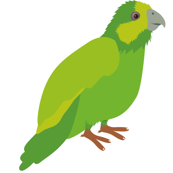 illustration kakapo