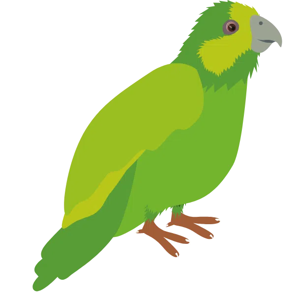 illustration kakapo