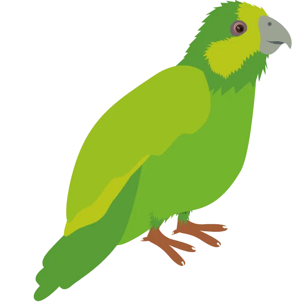 illustratie kakapo