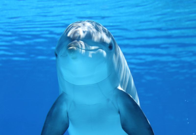 le dauphin pour approcher le monde marin