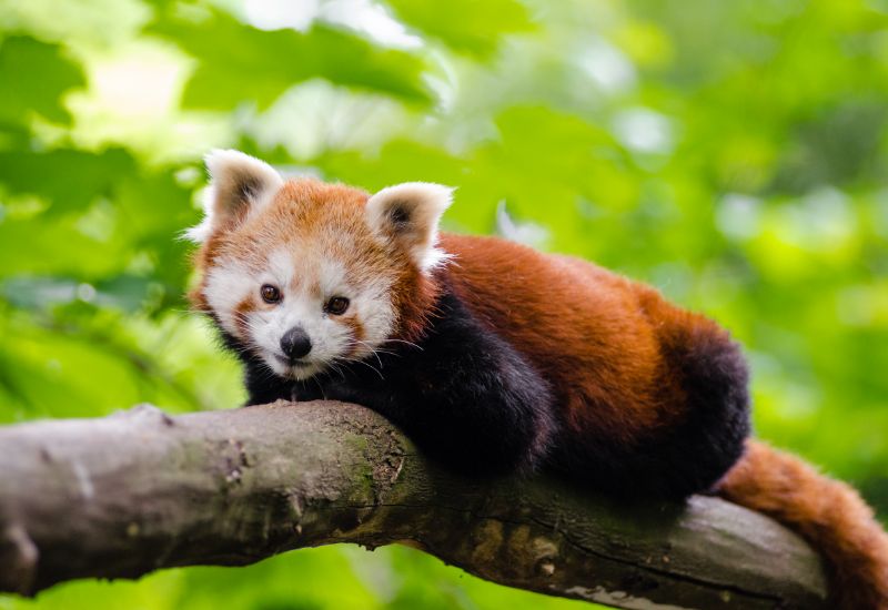 panda roux pour découvrir le monde animal avec curiokids
