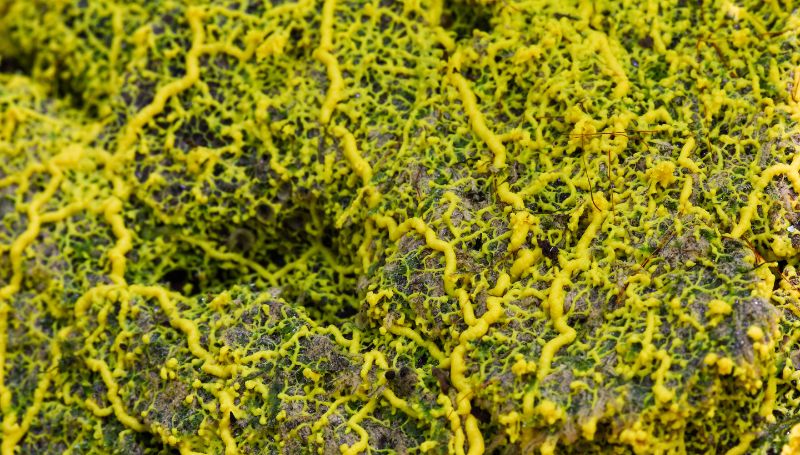 le blob c'est quoi ?