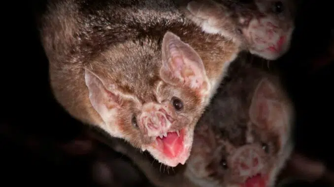 chauve souris vampire