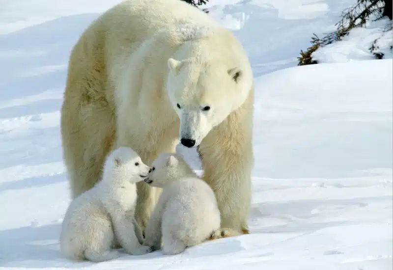 Ourse polaire avec deux oursons sur la banquise