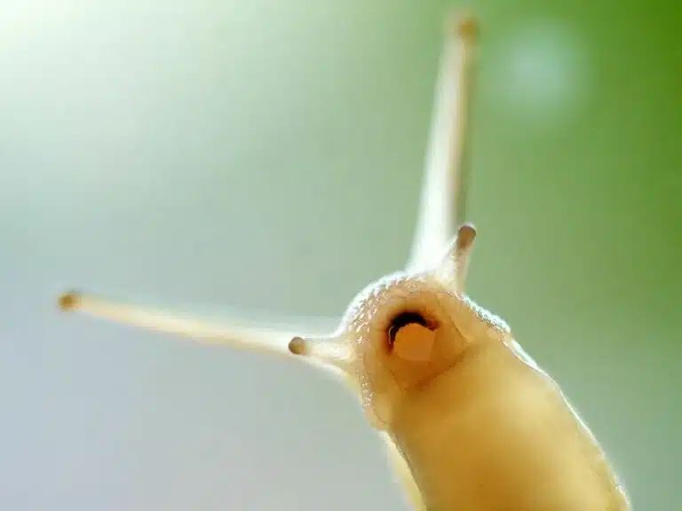 Les escargots ont des dents, ils en possèdent plusieurs milliers