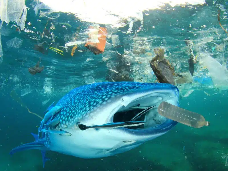 Les animaux marins ingèrent du plastique